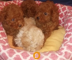 Francuske Toy i patuljaste pudle, prelepe bebe - 2