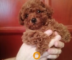 Francuske Toy i patuljaste pudle, prelepe bebe - 4