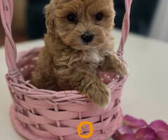 Preslatki maleni MALTIPOO stenci