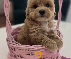 Preslatki maleni MALTIPOO stenci - 2