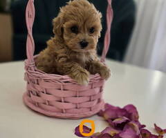 Preslatki maleni MALTIPOO stenci - 3