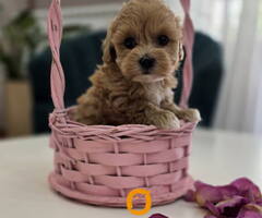 Preslatki maleni MALTIPOO stenci - 4