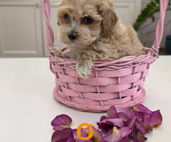 Preslatki maleni MALTIPOO stenci - 5