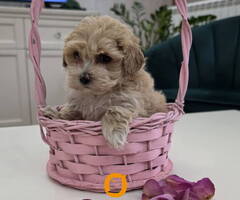 Preslatki maleni MALTIPOO stenci - 6