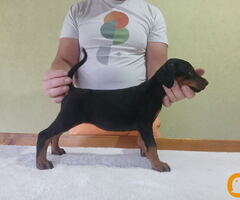 Vrhunski Doberman štenci 6 nedelja stari