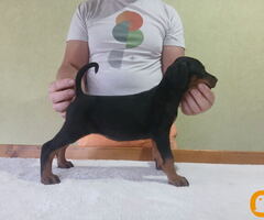 Vrhunski Doberman štenci 6 nedelja stari - 2