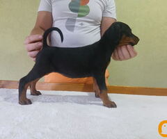 Vrhunski Doberman štenci 6 nedelja stari - 3