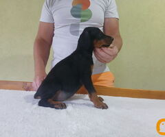 Vrhunski Doberman štenci 6 nedelja stari - 4