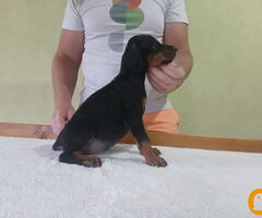 Vrhunski Doberman štenci 6 nedelja stari - 5