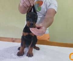 Vrhunski Doberman štenci 6 nedelja stari - 6