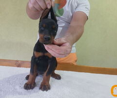 Vrhunski Doberman štenci 6 nedelja stari - 7