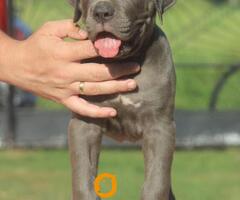 Cane Corso štenci