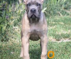 Cane Corso štenci - 2