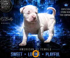 American bully štenci – vrhunski kvalitet