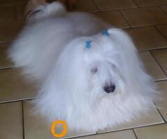 coton de tulear-mužjak za uparivanje