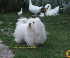 coton de tulear-mužjak za uparivanje